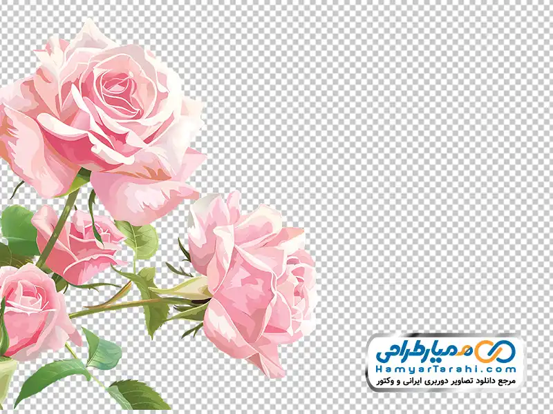 تصویر وکتوری گل رز صورتی آبرنگی با فرمت png عکس وکتوری گل رز صورتی آبرنگی