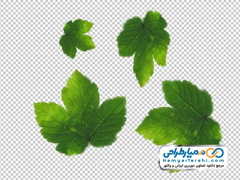 عکس png برگ افرا تصویر برگ افرا با فرمت png
