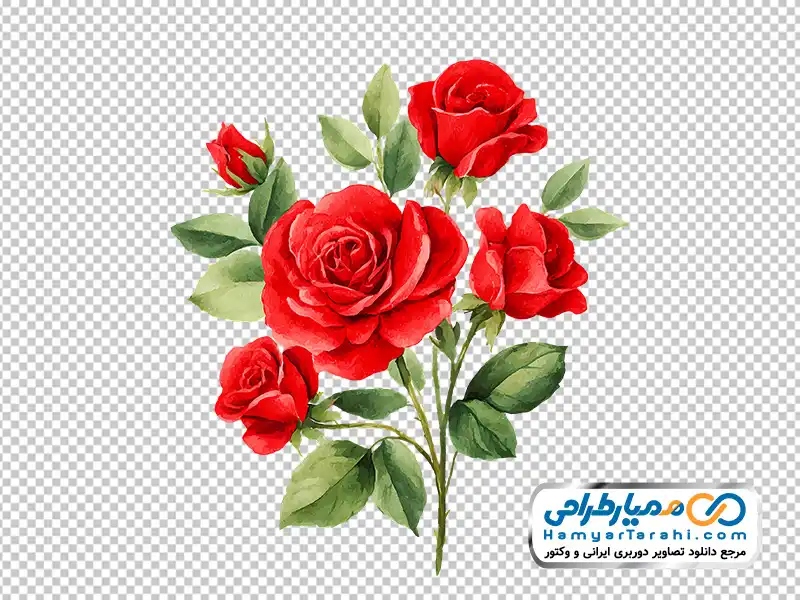 عکس وکتوری شاخه گل رز قرمز آبرنگی با فرمت png دانلود عکس وکتوری شاخه گل رز قرمز آبرنگی