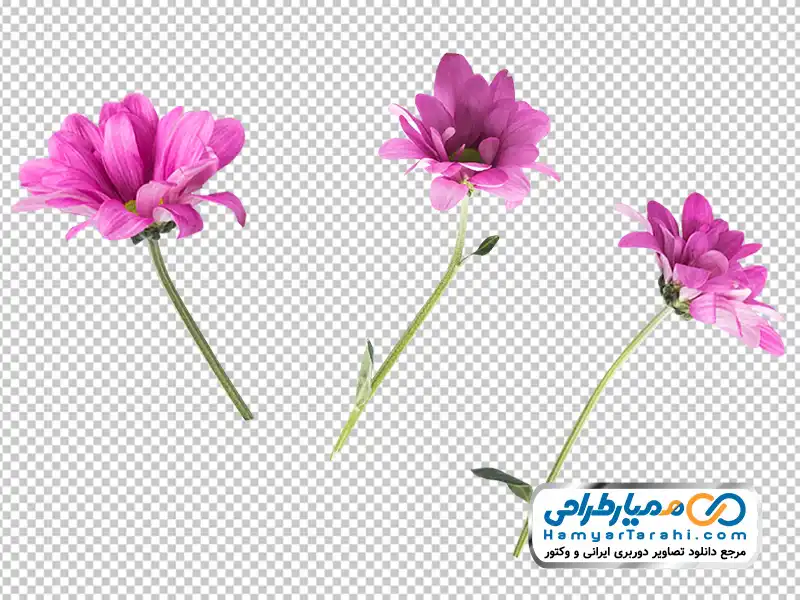 تصویر با کیفیت شاخه گل صورتی با فرمت png دانلود تصویر با کیفیت شاخه گل صورتی