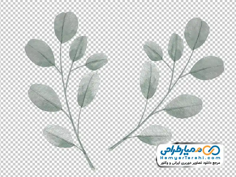 عکس وکتوری شاخه اکالیپتوس تصویر وکتوری شاخه اکالیپتوس با فرمت png
