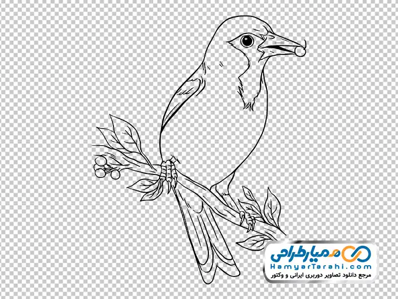 تصویر سیاه و سفید پرنده نشسته روی شاخه با فرمت png عکس سیاه و سفید پرنده نشسته روی شاخه