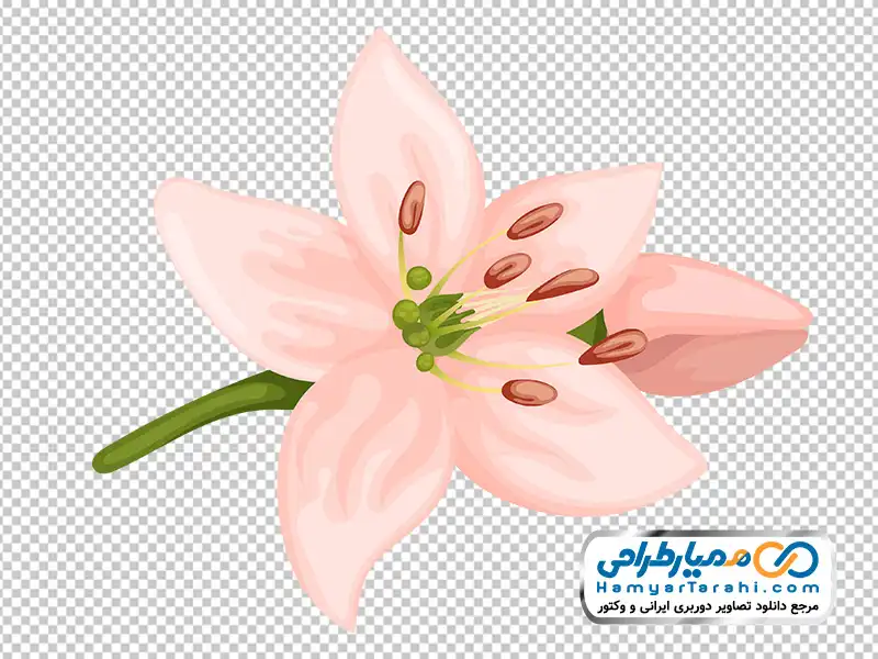 عکس وکتوری گل سوسن صورتی با فرمت png تصویر وکتوری گل سوسن صورتی