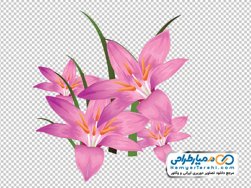 عکس وکتوری گل سوسن بارانی صورتی با فرمت png دانلود عکس وکتوری گل سوسن بارانی صورتی