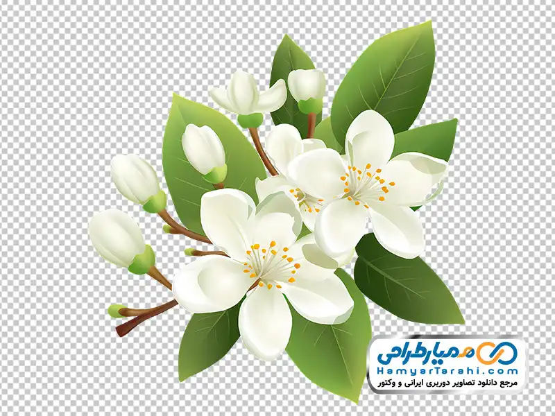 دانلود عکس png گل یاس سفید تصویر png گل یاس سفید