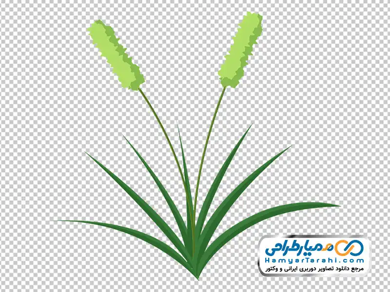 تصویر وکتوری چمنزار تیموتی با فرمت png دانلود تصویر وکتوری چمنزار تیموتی