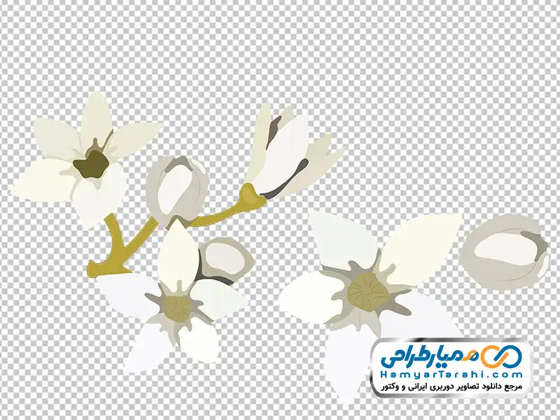 عکس وکتوری گل ماگنولیا سفید با فرمت png تصویر وکتوری گل ماگنولیا
