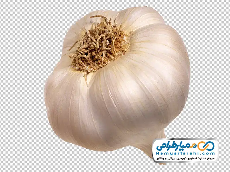 دانلود عکس با کیفیت سیر خشک عکس با کیفیت سیر خشک با فرمت png