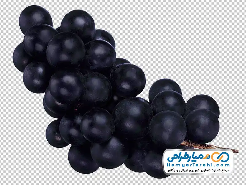 تصویر png انگور سیاه دانلود عکس png انگور سیاه