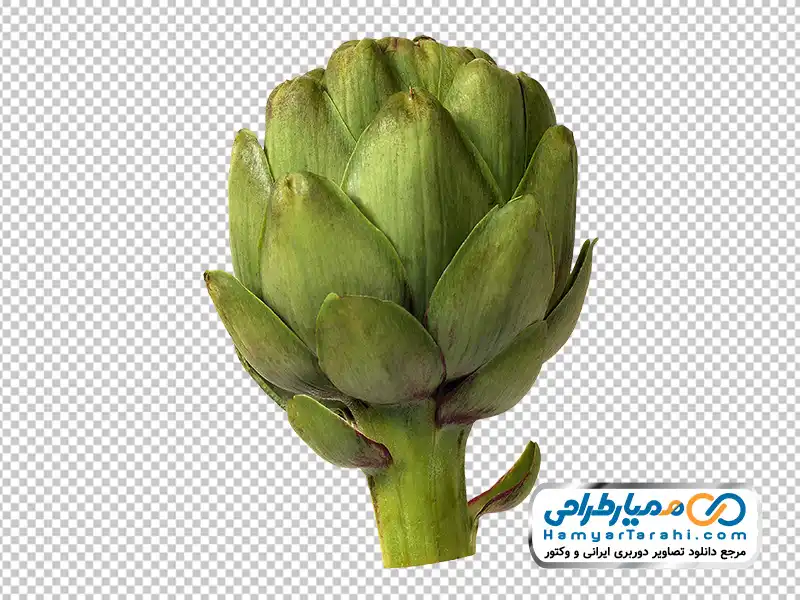 تصویر png کنگر فرنگی دانلود عکس png کنگر فرنگی