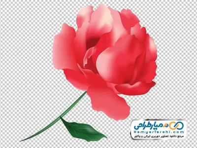تصویر دسته گل افقی با گل رز صورتی