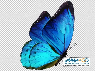 دانلود عکس پروانه آبی