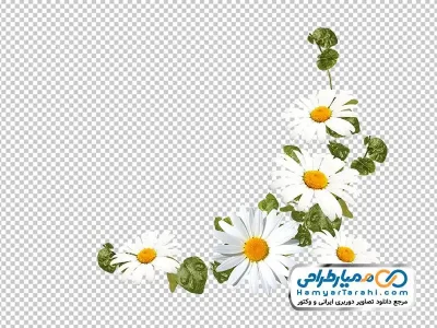 فایل png تزئین گوشه ای با گل های سفید بهاری