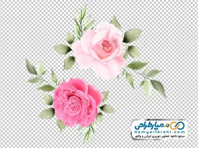 فایل png گل های محمدی صورتی و سفید