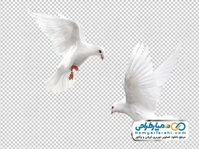 تصویر png کبوتران در حال پرواز