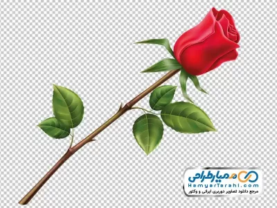 تصویر png شاخه گل رز قرمز