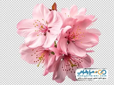 فایل png گل های بهاری صورتی