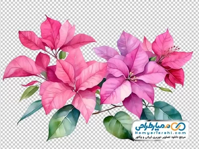 فایل png گل های مخصوص کریسمس