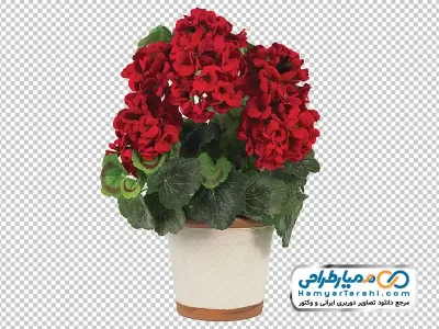 دانلود تصویر با کیفیت گلدان گل شمعدانی قرمز