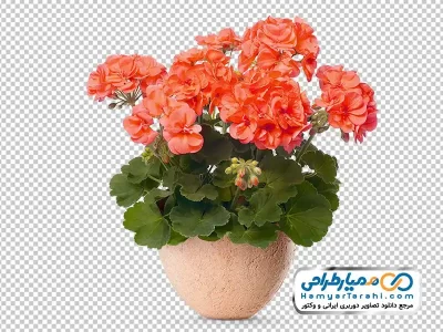 تصویر دوربری گلدان گل شمعدانی نارنجی