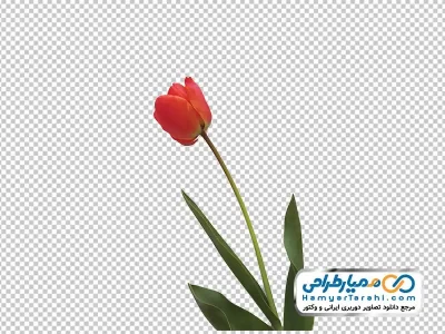 تصویر با کیفیت شاخه گل لاله قرمز