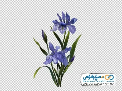 تصویر با کیفیت گل های آبرنگی بنفش
