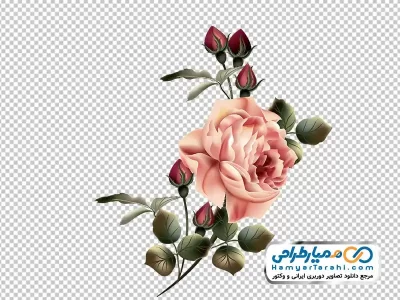 دانلود تصویر وکتوری گل های رز به همراه غنچه