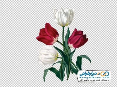 دانلود تصویر png گل لاله آبرنگی سفید و قرمز