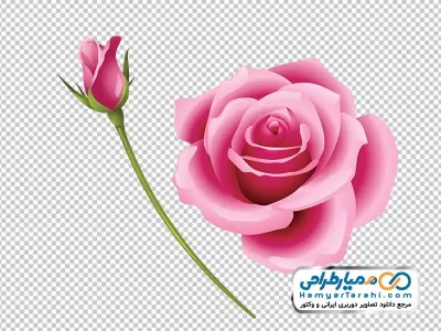 عکس وکتوری گل رز صورتی با غنچه با فرمت png