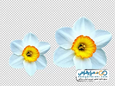 دانلود تصویر با کیفیت گل نرگس
