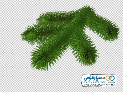 تصویر وکتوری برگ درخت کاج با فرمت png