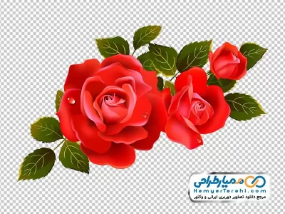 دانلود عکس وکتوری با کیفیت گل رز قرمز