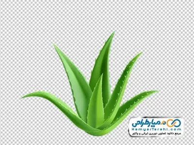 تصویر وکتوری برگ آلوئه ورا با فرمت png