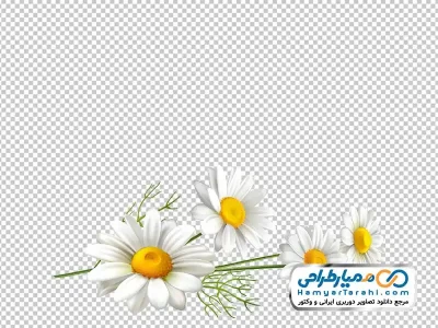 دانلود تصویر با کیفیت گل بابونه
