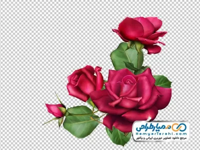 دانلود تصویر با کیفیت گل رز قرمز با غنچه
