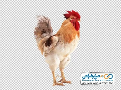 تصویر png خروس