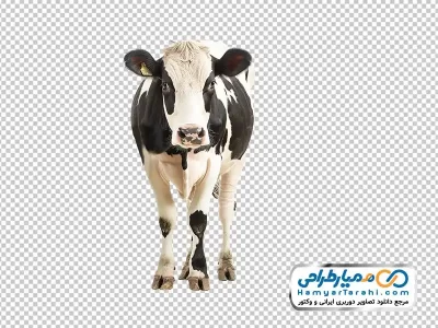 دانلود تصویر با کیفیت گاو