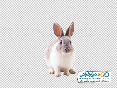 دانلود تصویر با کیفیت خرگوش