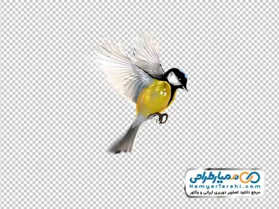 تصویر نقاشی پرنده تیت با رنگ های زرد و مشکی