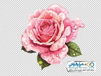 دانلود تصویر وکتوری گل رز صورتی