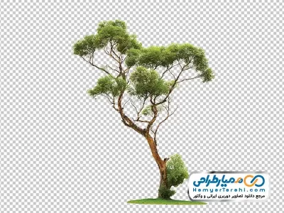عکس png درخت