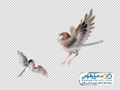 عکس png مرغ اسلیمی