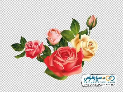 عکس وکتوری گل های رز قرمز و زرد به همراه غنچه با فرمت png