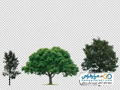 عکس دوربری درخت