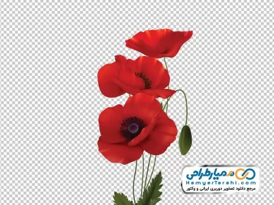 تصویر با کیفیت گل شقایق قرمز