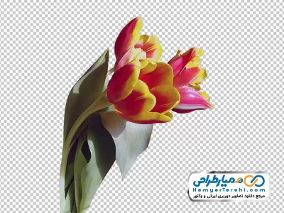 دانلود تصویر png شاخه های گل لاله