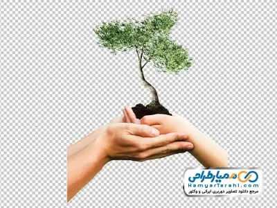تصویر دوربری نهال درخت در دست