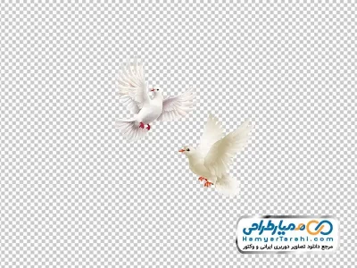 تصویر کبوتر با فرمت png