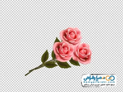 دانلود تصویر با کیفیت گل رز صورتی