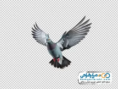 تصویر png کفتر چاهی